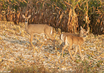 White-tailed Deer 16 - Odocoileus virginianus