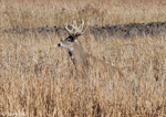 White-tailed Deer 1 - Odocoileus virginianus