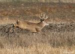 White-tailed Deer - Odocoileus virginianus