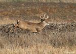 White-tailed Deer 2 - Odocoileus virginianus
