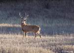 White-tailed Deer 3 - Odocoileus virginianus