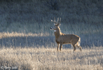 White-tailed Deer 4 - Odocoileus virginianus