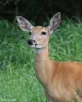 White-tailed Deer 6 - Odocoileus virginianus
