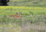 White-tailed Deer 8 - Odocoileus virginianus