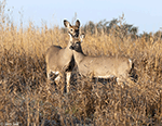 White-tailed Deer 9 - Odocoileus virginianus