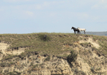 Wild Horse - Equus ferus