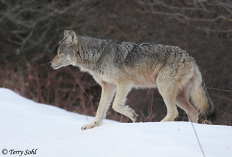 Wolf - Canis lupus