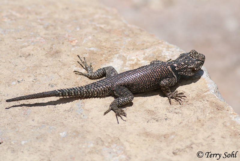 Yarrow's Spiny Lizard - Sceloporus jarrovii