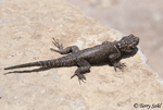 Yarrow's Spiny Lizard - Sceloporus jarrovii