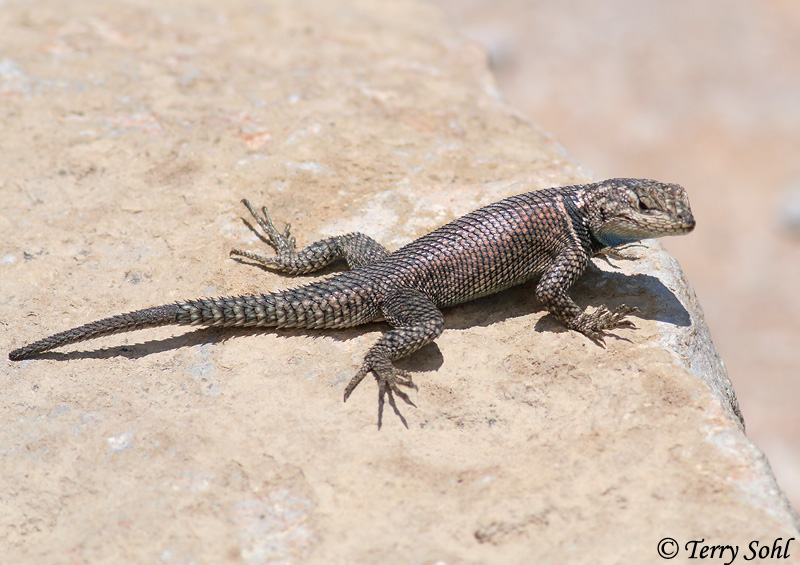 Yarrow's Spiny Lizard - Sceloporus jarrovii
