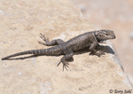 Yarrow's Spiny Lizard - Sceloporus jarrovii
