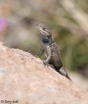 Yarrow's Spiny Lizard - Sceloporus jarrovii