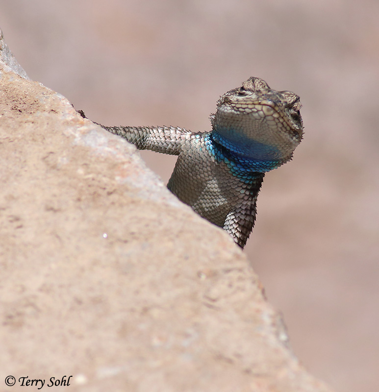 Yarrow's Spiny Lizard - Sceloporus jarrovii