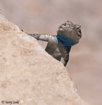 Yarrow's Spiny Lizard - Sceloporus jarrovii