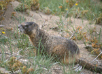 Yellow-bellied Marmot - Marmota flaviventris