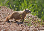 Yellow-bellied Marmot - Marmota flaviventris