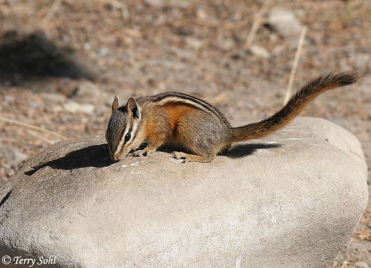 Yellow-pine Chipmunk - Neotamias amoenus