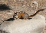 Yellow-pine Chipmunk - Neotamias amoenus