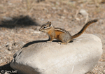 Yellow-pine Chipmunk - Neotamias amoenus
