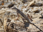 Zebra-tailed Lizard - Callisaurus draconoides