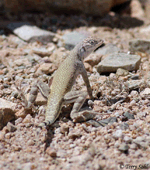 Zebra-tailed Lizard - Callisaurus draconoides