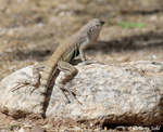 Zebra-tailed Lizard - Callisaurus draconoides