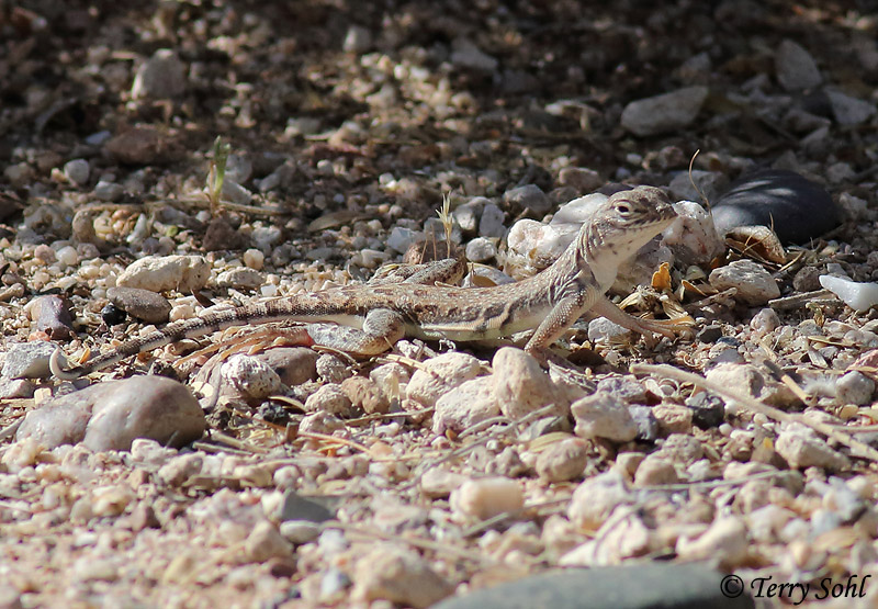 Zebra-tailed Lizard - Callisaurus draconoides