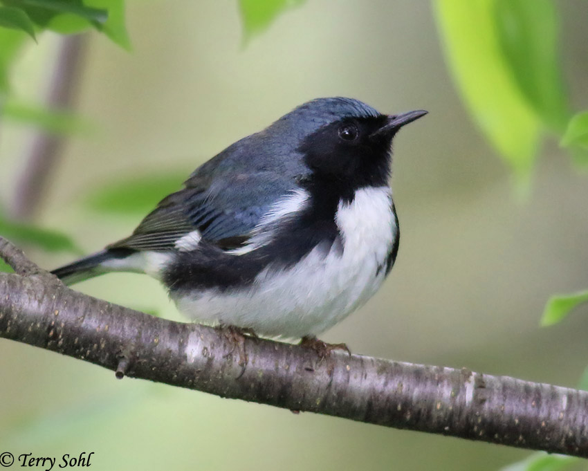 Black-throated Blue Warbler - Setophaga caerulescens