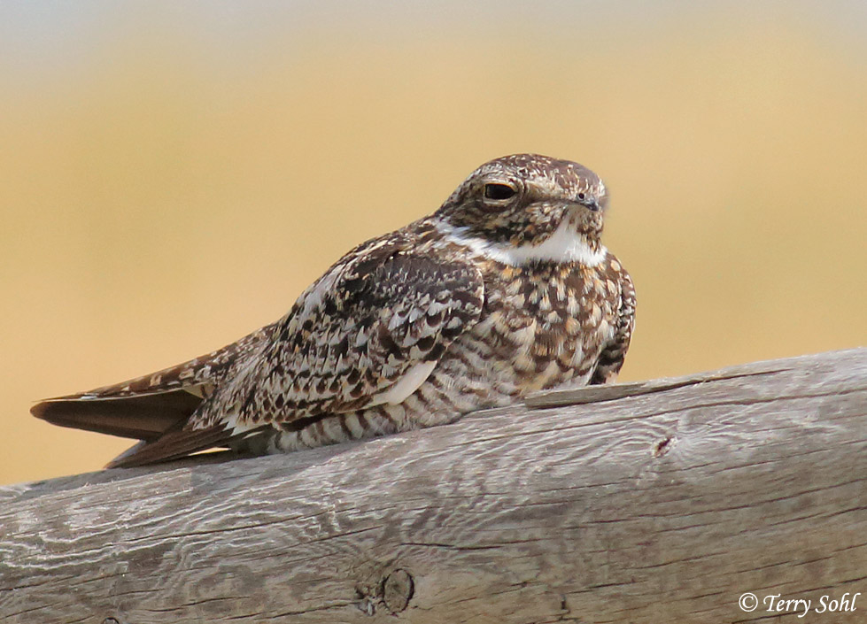 Common Nighthawk - Chordeiles minor