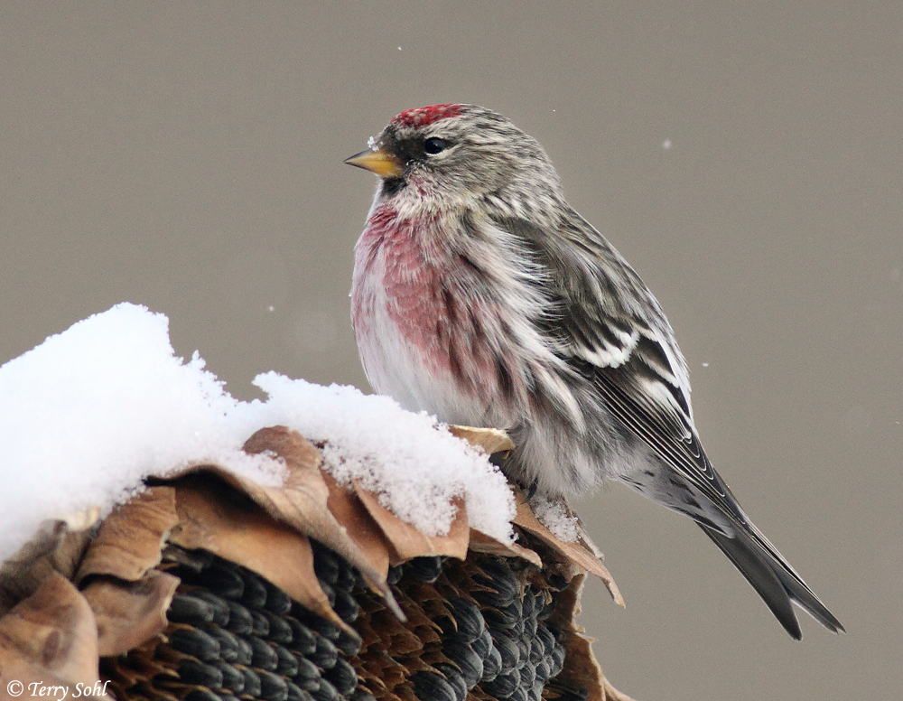 Common Redpoll - Acanthis flammea