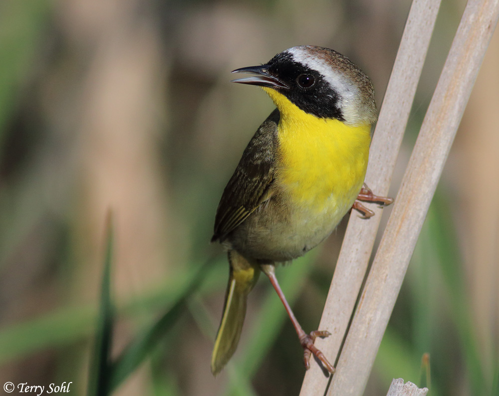 Common Yellowthroat - Geothlypis trichas