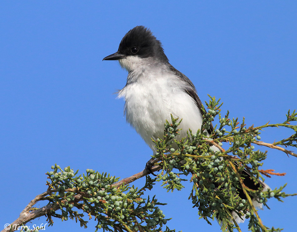 Eastern Kingbird - Tyrannus tyrannus