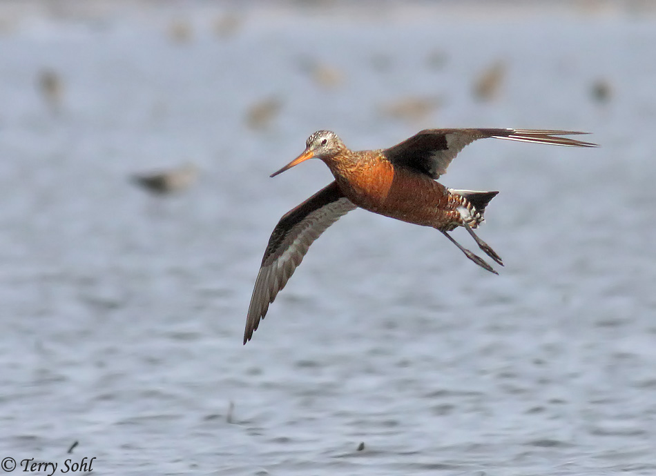 Hudsonian Godwit - Limosa haemastica