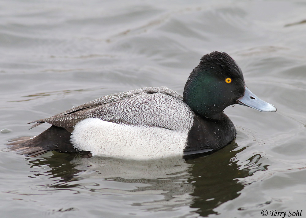 Lesser Scaup - Aythya affinis