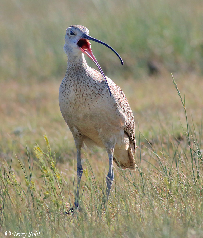 Long-billed Curlew - Numenius americanus