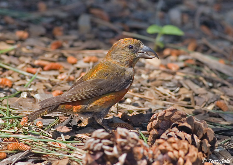 Red Crossbill - Loxia curvirostra