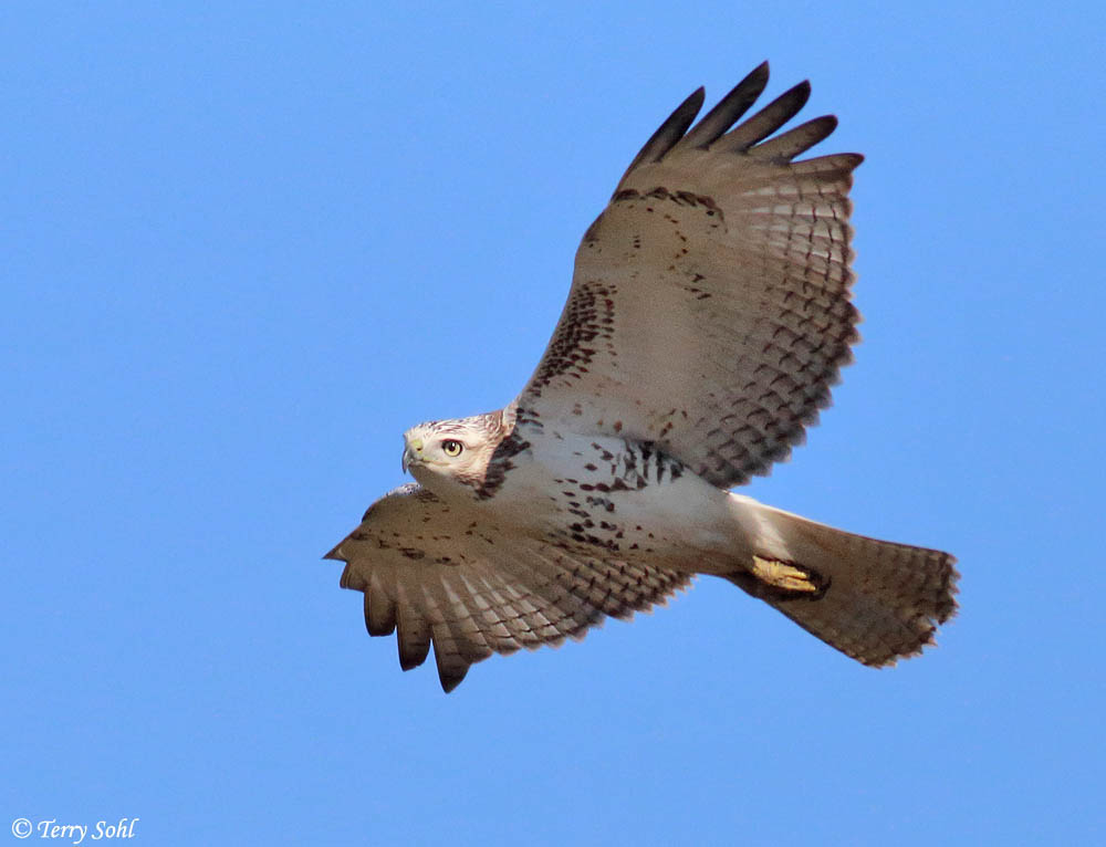 Red-tailed Hawk - Buteo jamaicensis