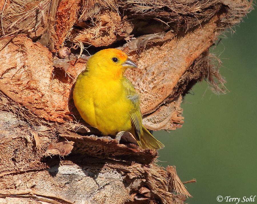 Saffron Finch - Sicalis flaveola