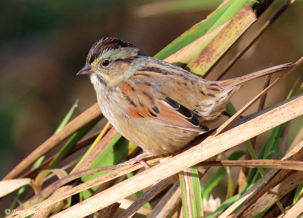 Swamp Sparrow - Melospiza georgiana