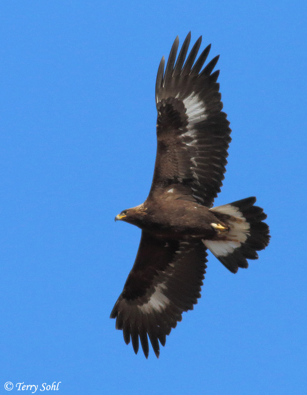 Golden Eagle - Aquila chrysaetos