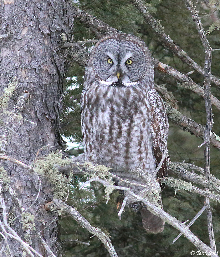 Great Gray Owl - Strix nebulosa