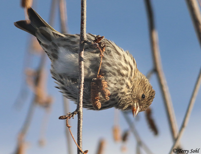 Pine Siskin - Spinus pinus