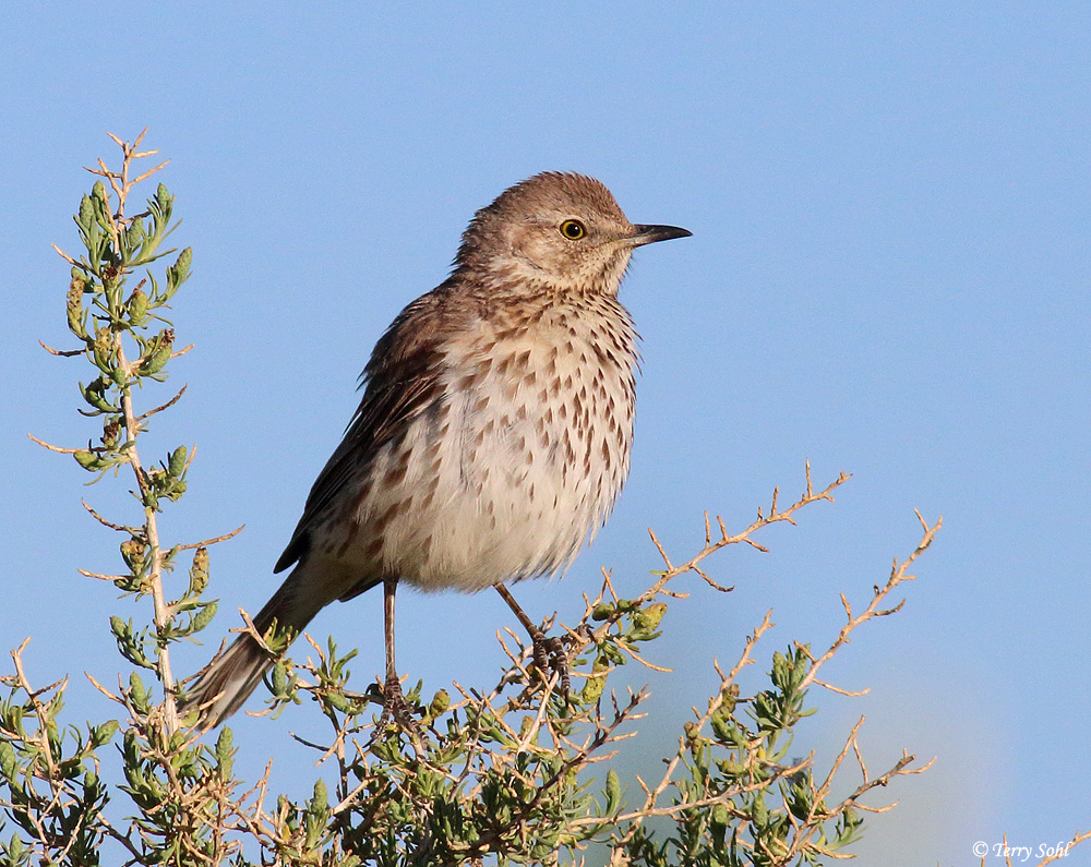 Sage Thrasher - Oreoscoptes montanus