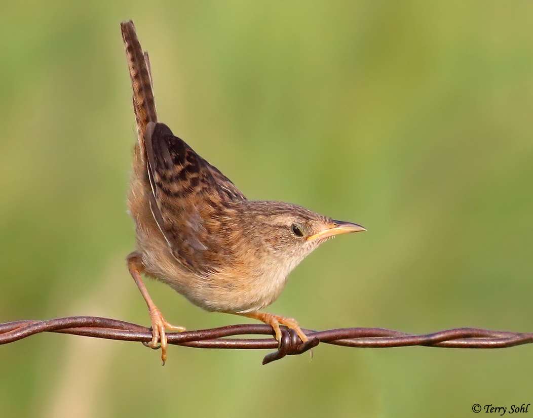 Sedge Wren - Cistothorus stellaris