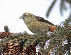 White-winged Crossbill - Loxia leucoptera