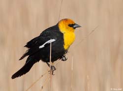Yellow-headed Blackbird - Xanthocephalus xanthocephalus