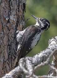 American Three-toed Woodpecker - Picoides dorsalis