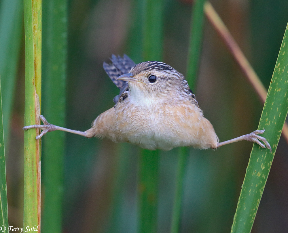Sedge Wren - Cistothorus platensis