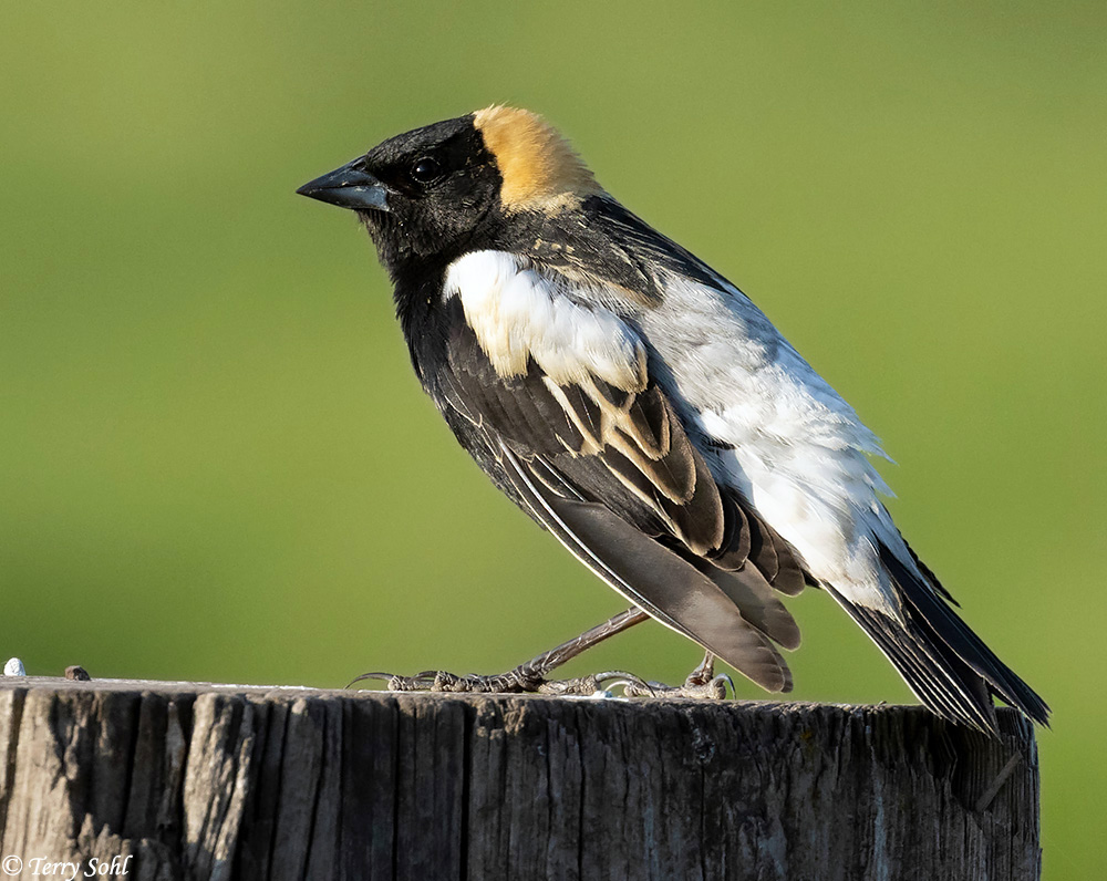 Bobolink - Dolichonyx oryzivorus