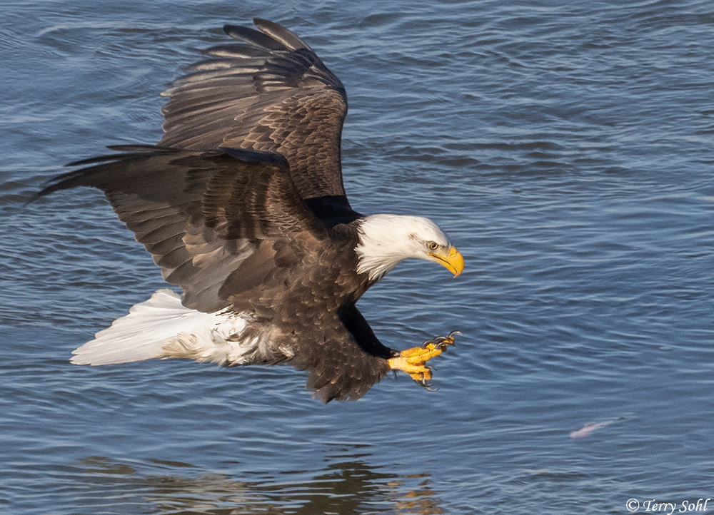 Bald Eagle - Haliaeetus leucocephalus